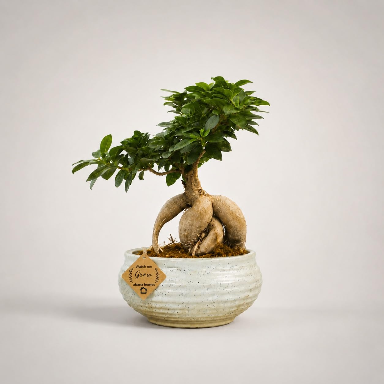 Abana Homes Bonsai Live Plant - 6 Years Old Ficus Microcarpa Bonsai Plants In White Ceramic Pot | Unique Bonsai Plants for Home Indoor | Ideal for Office, Living Room, Balcony-image-10