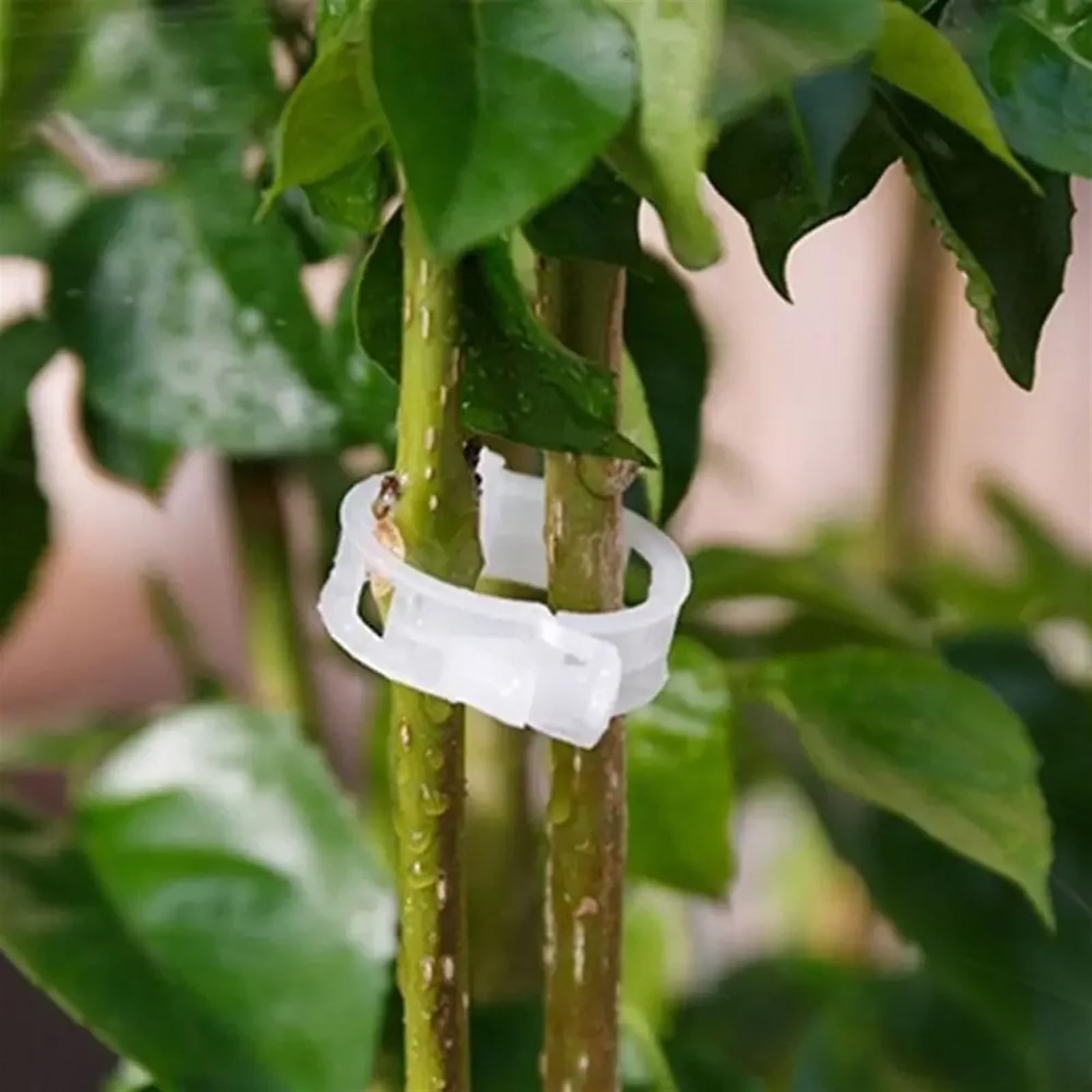 Mollette di sostegno per rampicanti da giardino, Clip di supporto for piante riutilizzabili for innesto di vite, fissaggio trasparente, 50/100/150 pezzi, giardino di pomodoro(150Pcs)