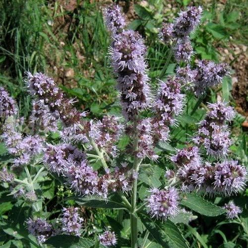 Plant World Seeds Mentha Longifolia (buddleia Mint) Seeds Amazon.co