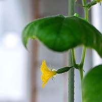 Vista 7 de ROMODEN Estacas de jardín de 48 pulgadas, 50 estacas de acero recubierto de plástico de 4 pies, soporte para plantas trepadoras, estacas de tomate