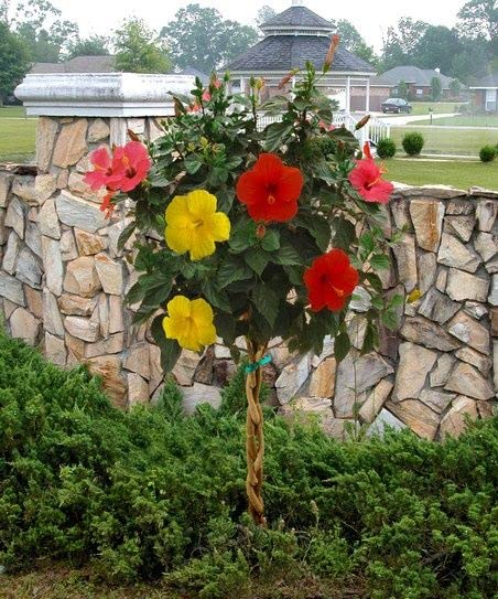 Multicolor Hibiscus Flower live Plant & Tree with pot minimum 5 to 8 colour (Grafted) (B0BYXSJN11) Amazon Price History, Amazon Price Tracker
