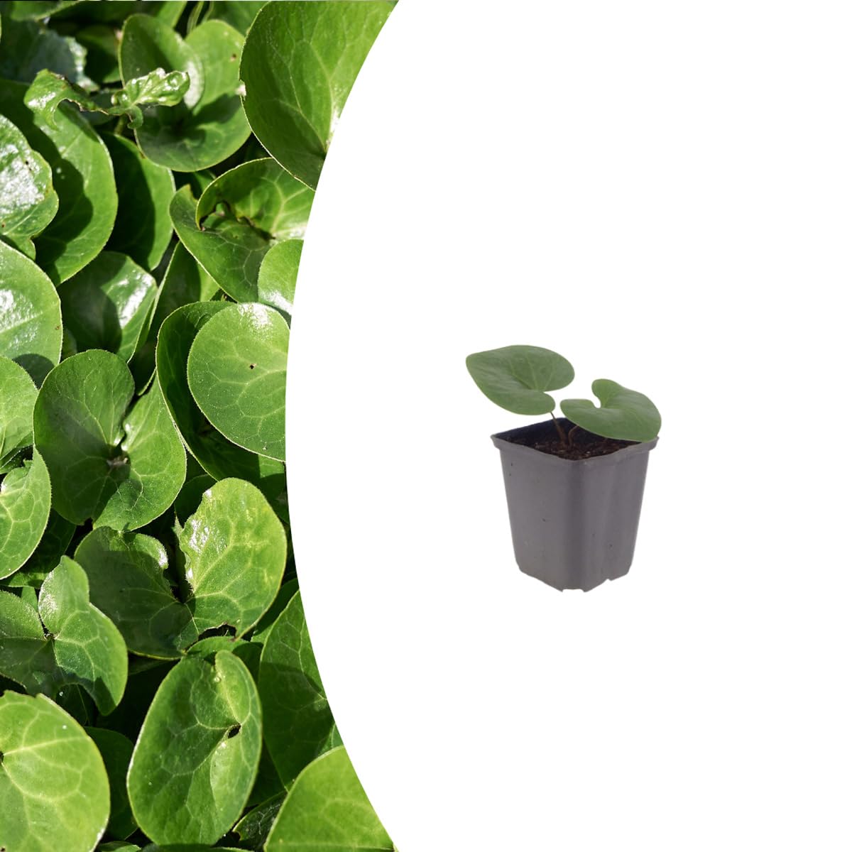 Asarum europaeum | 60 sztuk - 10-25cm - Ø9cm - Roślina ogrodowa