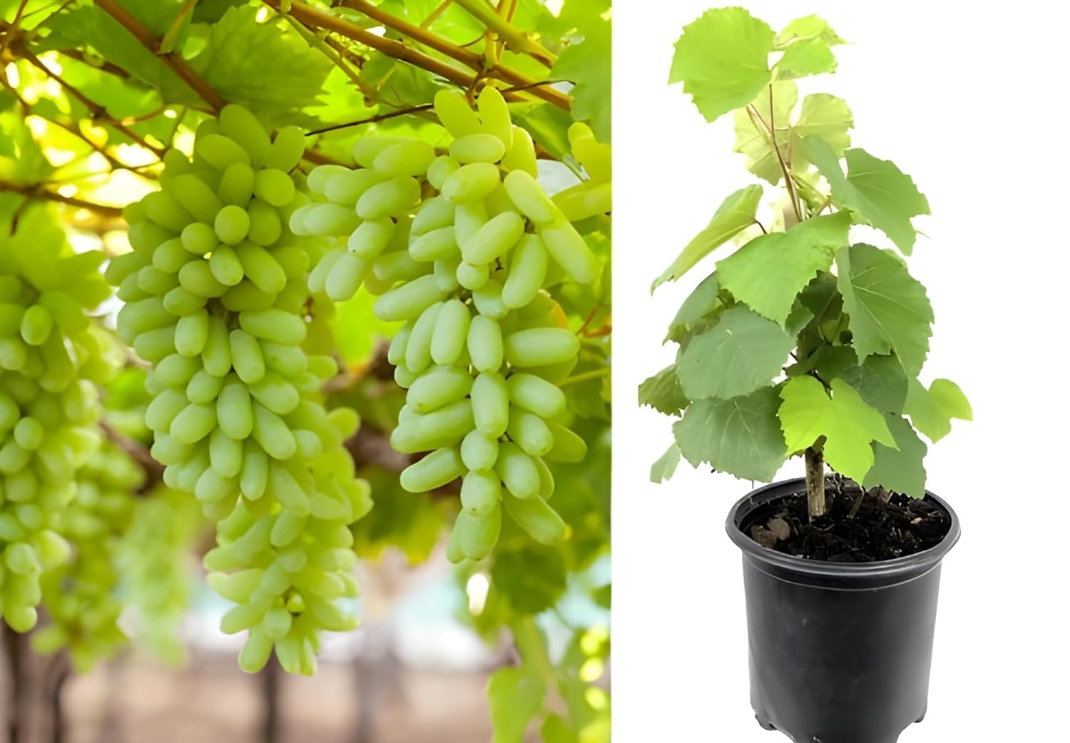 SEEDTREES GREEN GRAPE PLANT (PACK OF 2) GRAFTED - Fruit Tree - Live Outdoor Garden Plant (B0CXXZ1LPD) Amazon Price History, Amazon Price Tracker