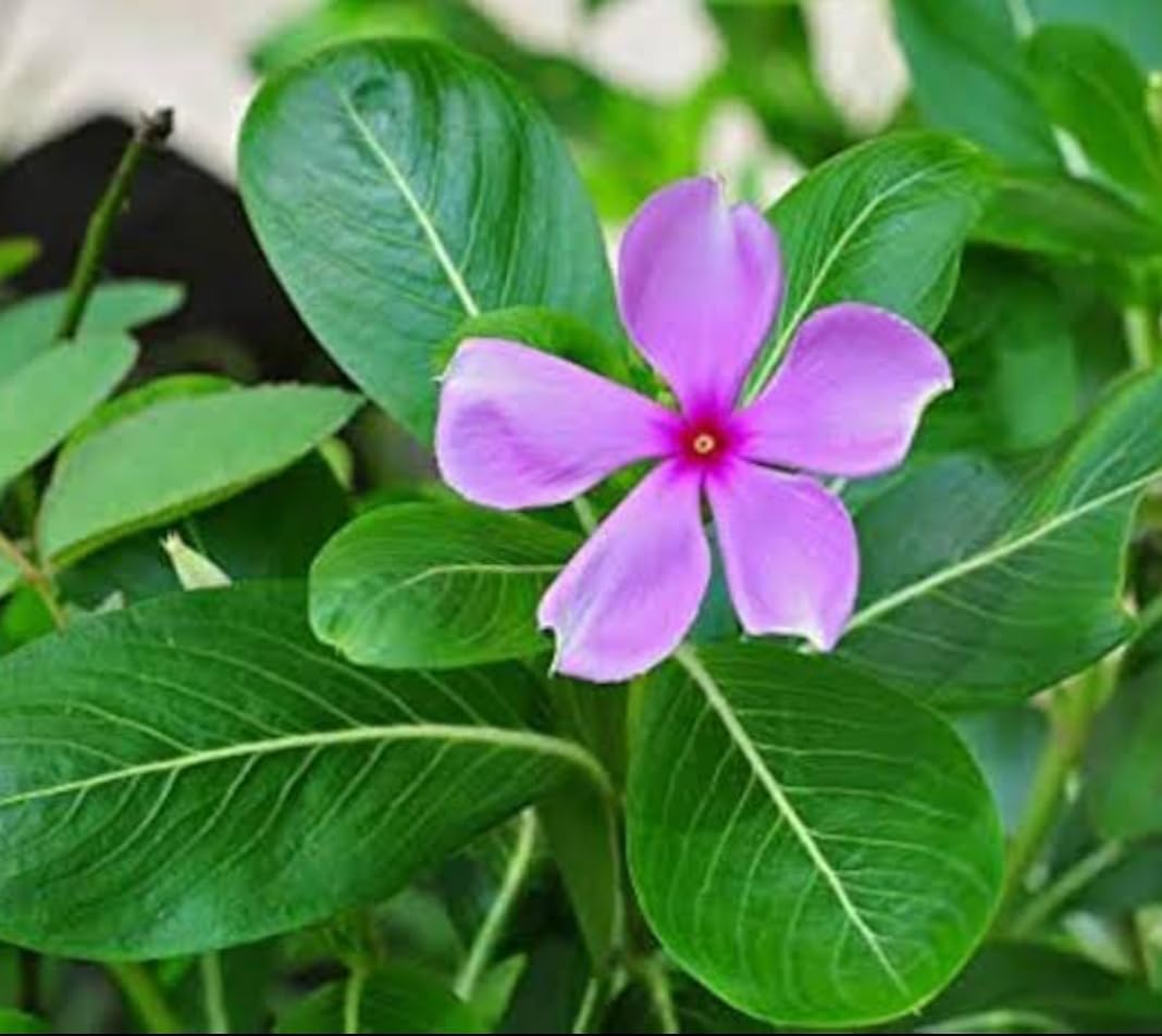 Live Sadabahar Vinca Roseus Pink Colour Flower Plant I
