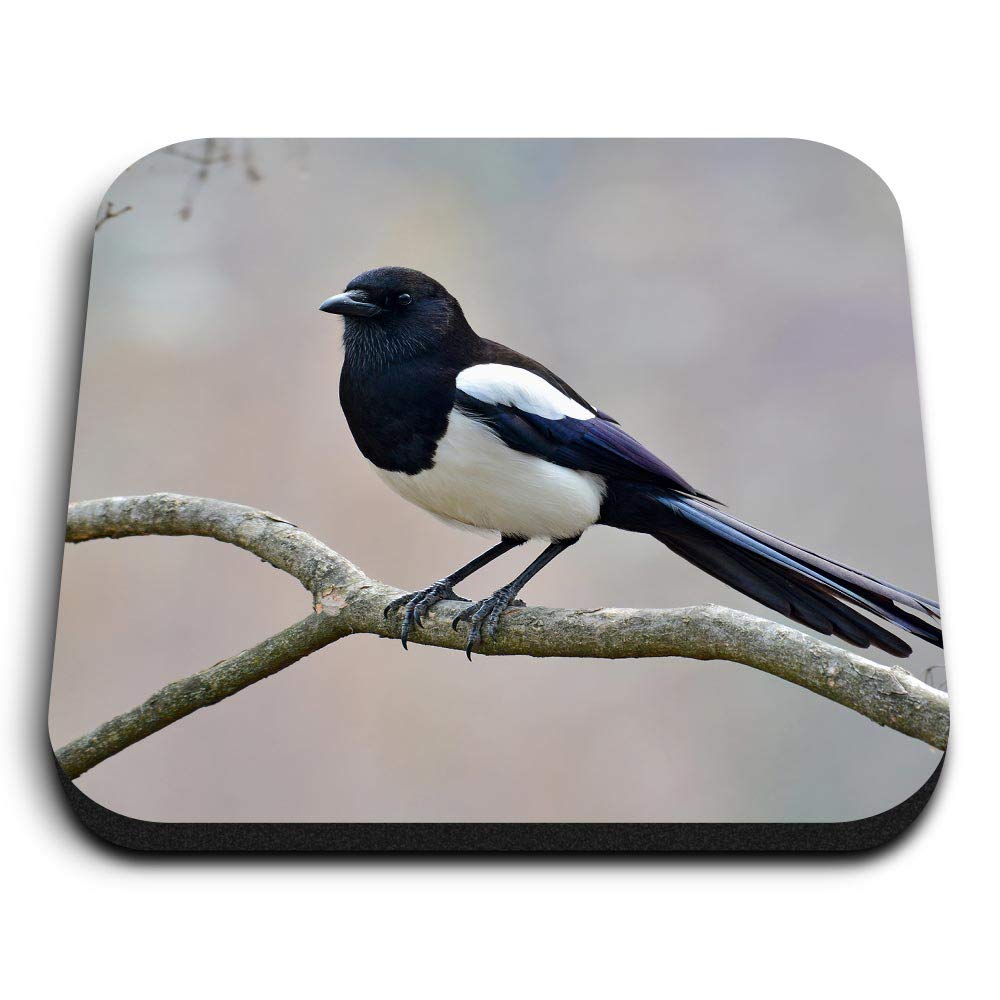 1 x Square MDF Fridge Magnet - Eurasian Magpie English Bird 14568