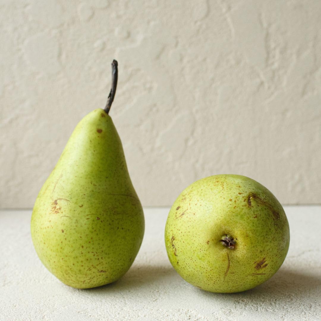 Pero Coscia – Pianta da Frutto Antico su Vaso ø 24/26 cm - Altezza 160~180 cm - Età 4 Anni
