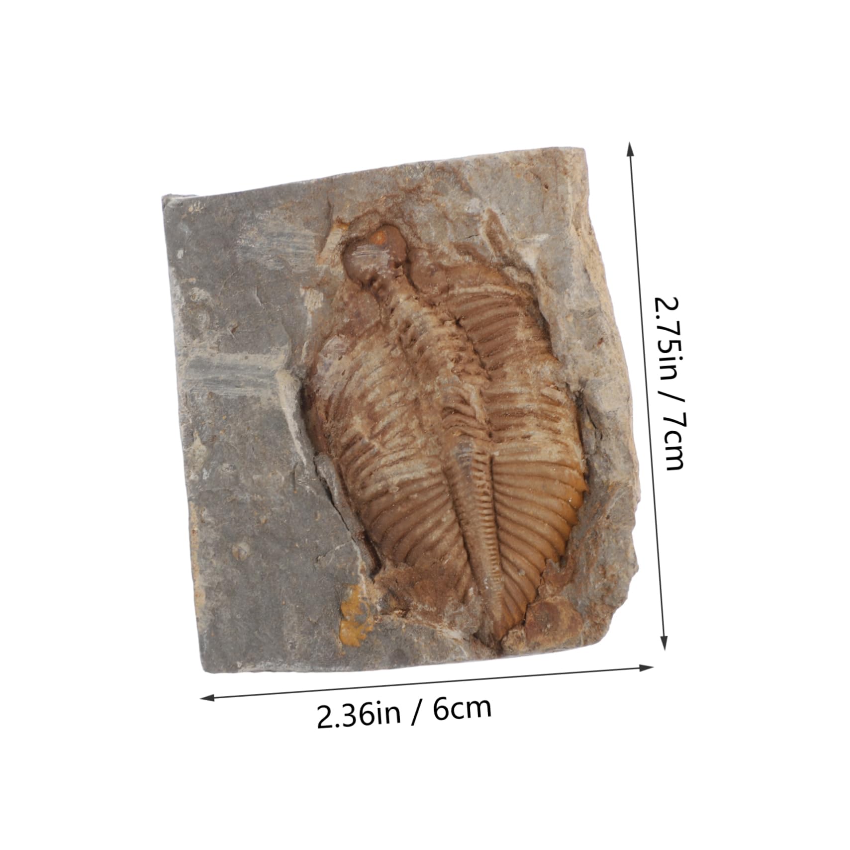 SOLUSTRE Trilobite Specimen Collection for Boys and Girls Education Marine Sample