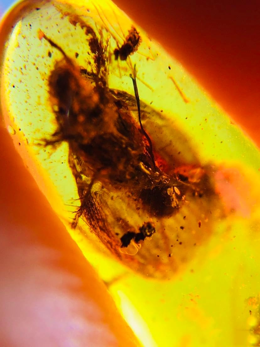 Burmese burmite Cretaceous Beetle Insect Fossil Amber Myanmar