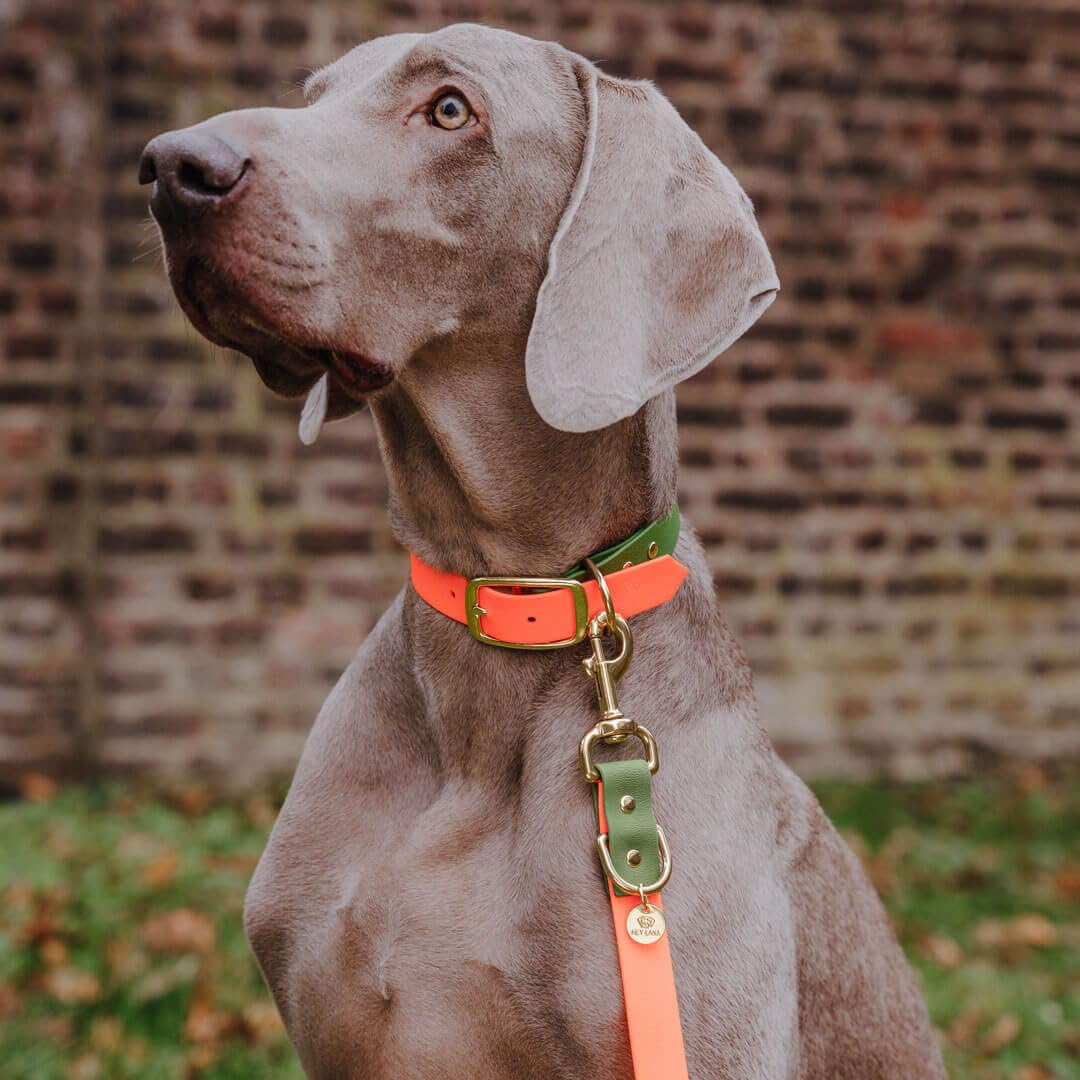 Correa para Perros Hey Lana, Correa de Paseo Ajustable, con 2 mosquetones y 3 Posiciones, Correa de adiestramiento, Correa de tracción, Correa Manos Libres (S, Naranja/Verde, 230cm x 1,5cm)