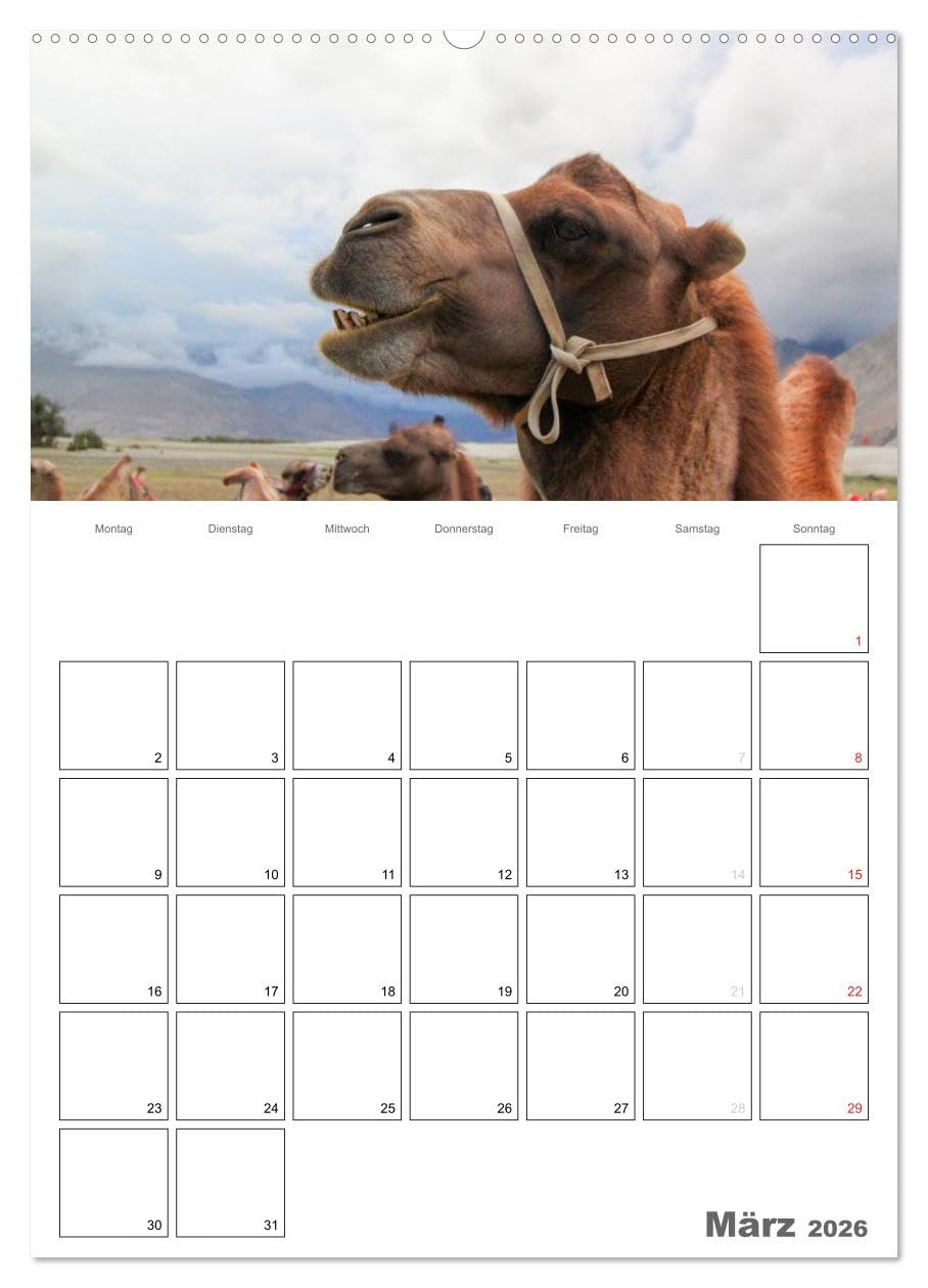 Kamel Porträt (hochwertiger Premium Wandkalender 2026 DIN A2 hoch), Kunstdruck in Hochglanz: Der etwas andere Tierkalender jetzt als Familienplaner (CALVENDO Tiere)