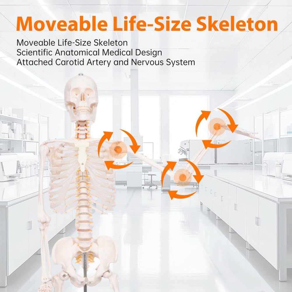 Modelo de esqueleto humano de tamaño natural de 70,8 pulgadas con nervioso y arteria carótida, esqueleto de anatomía posible en soporte rodante, 1 Uds.