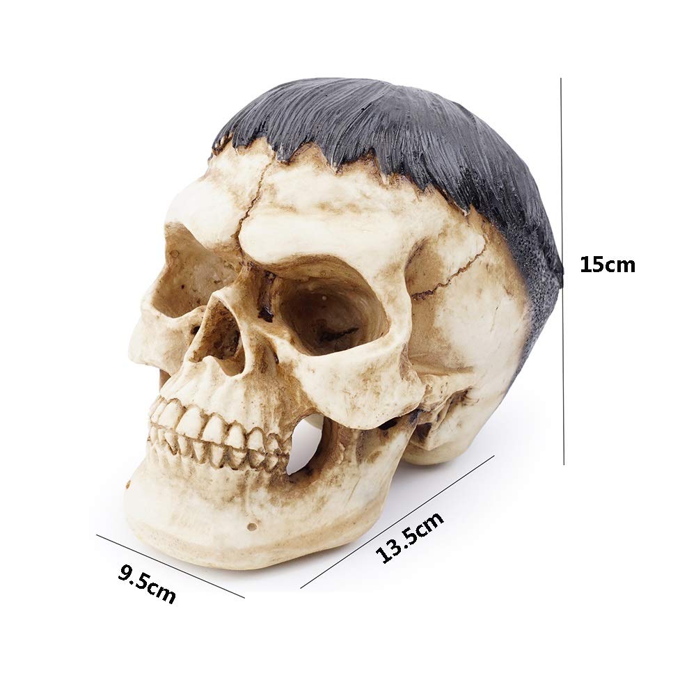 頭蓋骨置物 約15cm 頭蓋骨置物 約15cm 頭蓋骨置物 約15cm Amazon.co.jp: 頭蓋骨模型 15の部品