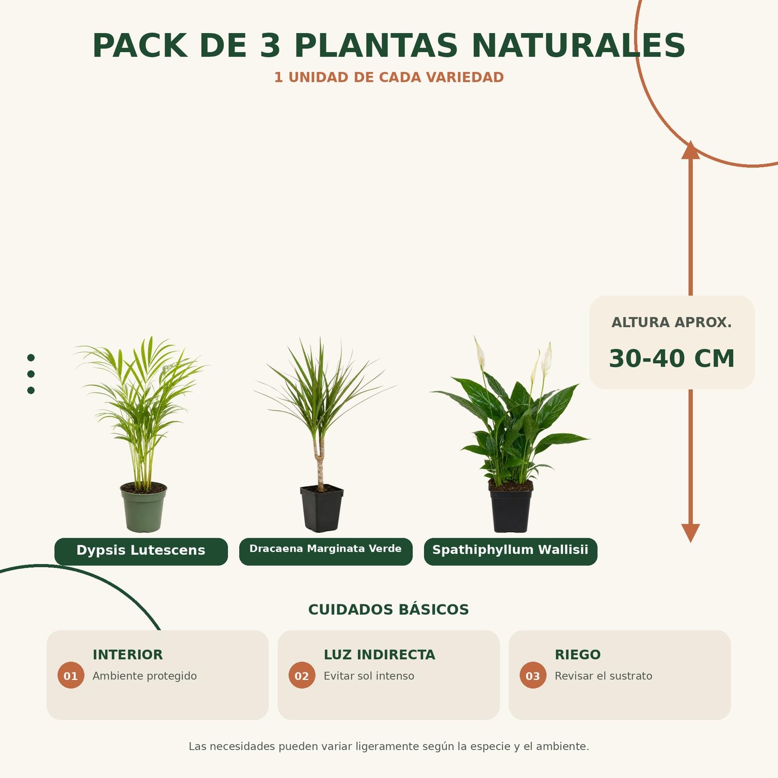 DECOALIVE Pack 3 Plantas de Interior: Palma areca, Drácena y Espatifilo