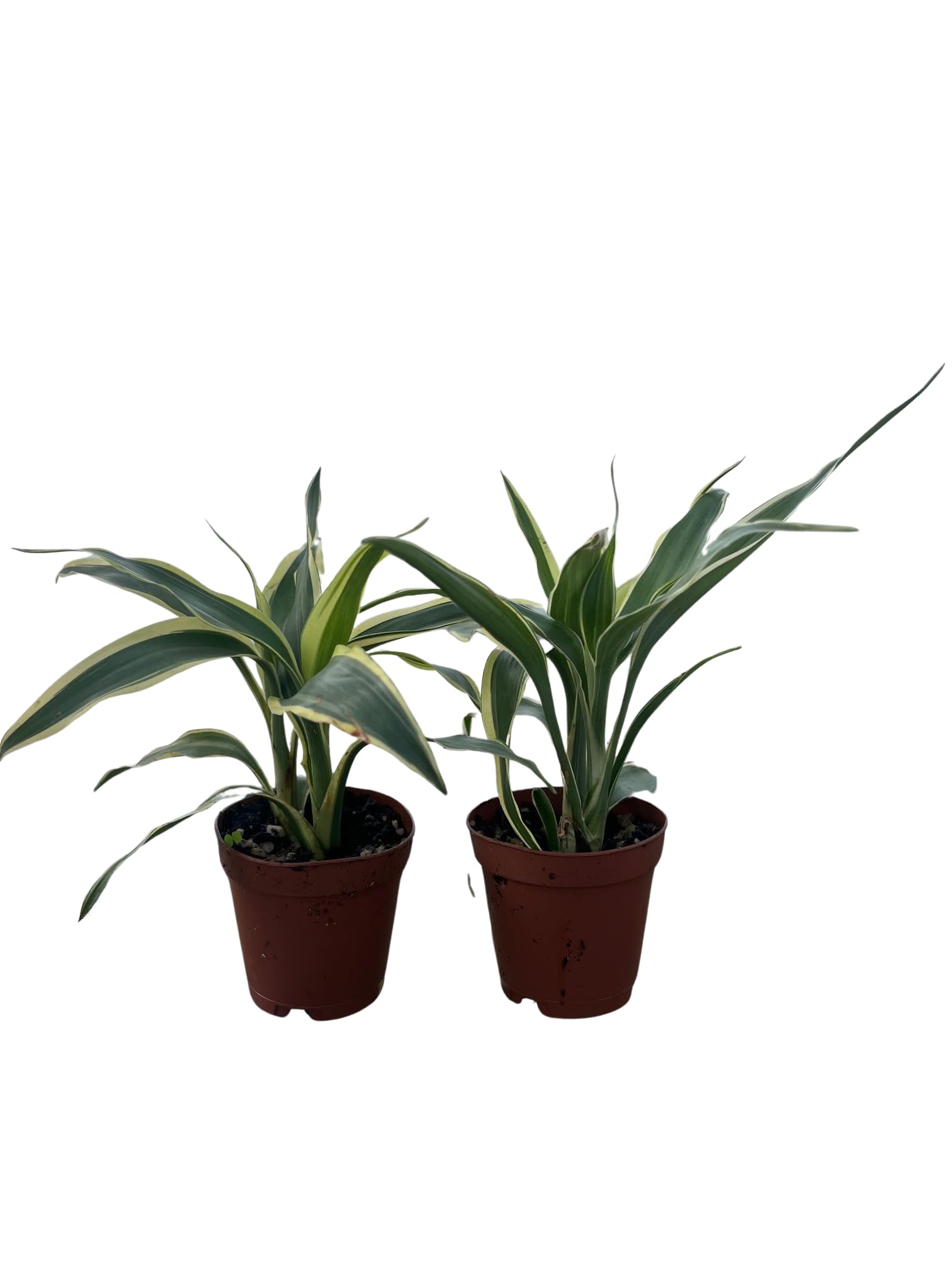 Amazon.com : White Edged Lucky Bamboo Plant - Dracaena sanderiana - 2 Pack  2" Pots : Patio, Lawn & Garden