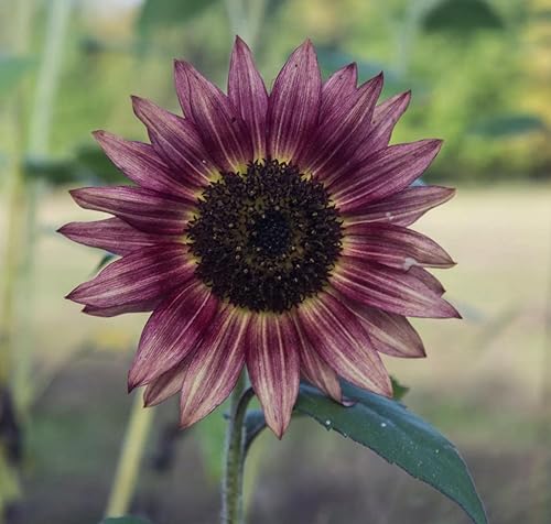 Miniatura 4 de Más de 60 semillas de girasol púrpura para plantar (Helianthus annuus)