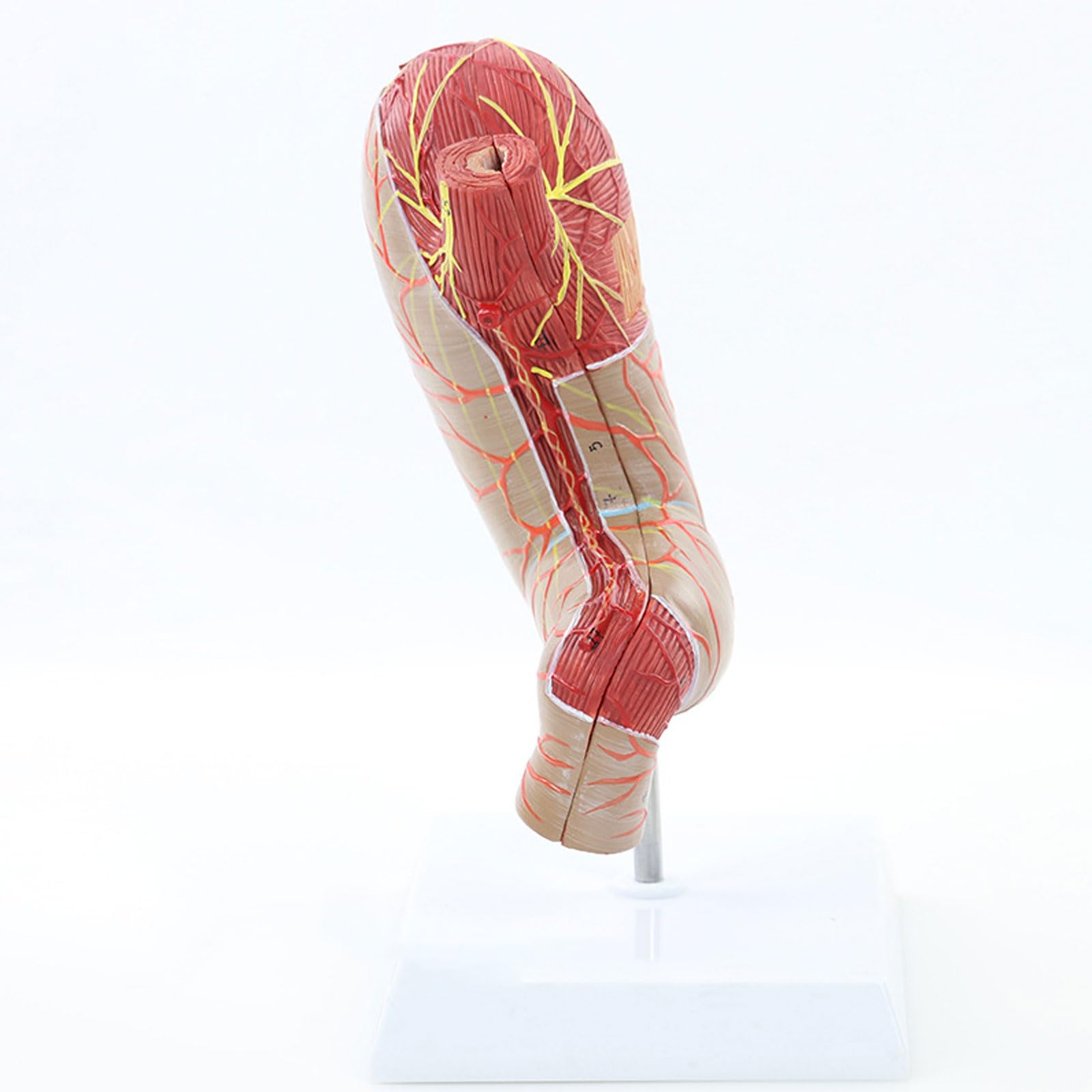 Anatomie Van De Volle Maag Maag Wikikids
