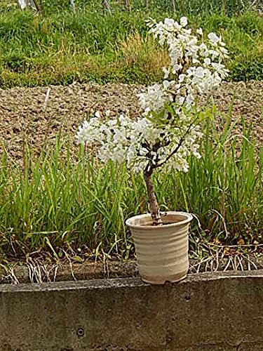 Amazon.co.jp: 白藤盆栽 : DIY・工具・ガーデン