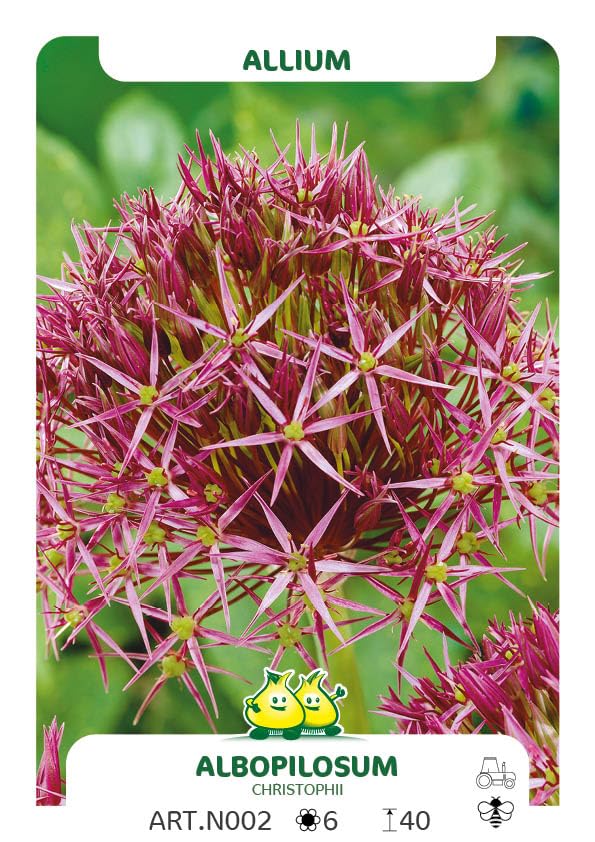 Allium christophii (albopilosum) - 100 Pflanzen | 100 stuks
