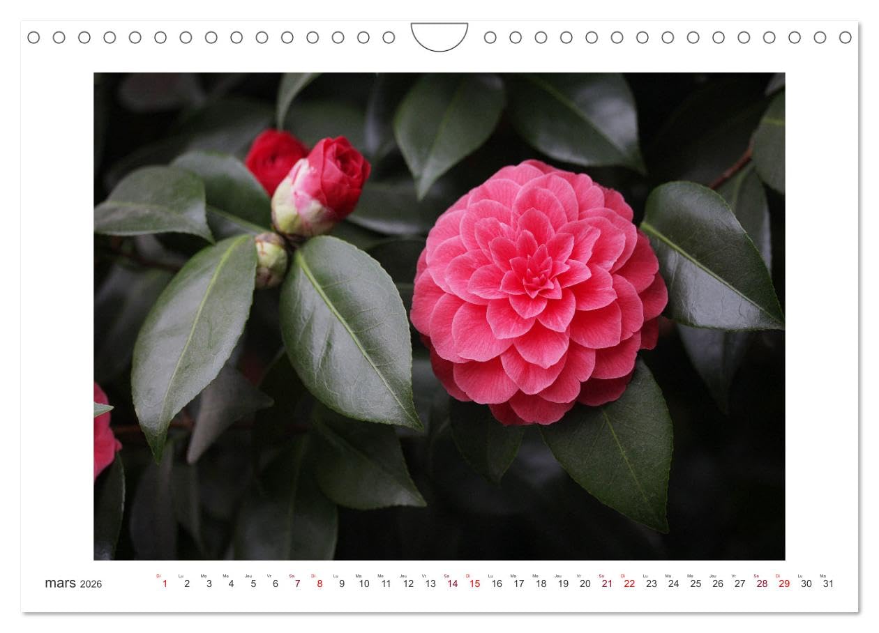 Camélias mystiques (Calendrier mural 2026 DIN A4 vertical), CALVENDO calendrier mensuel: La magie des fleurs de camélia