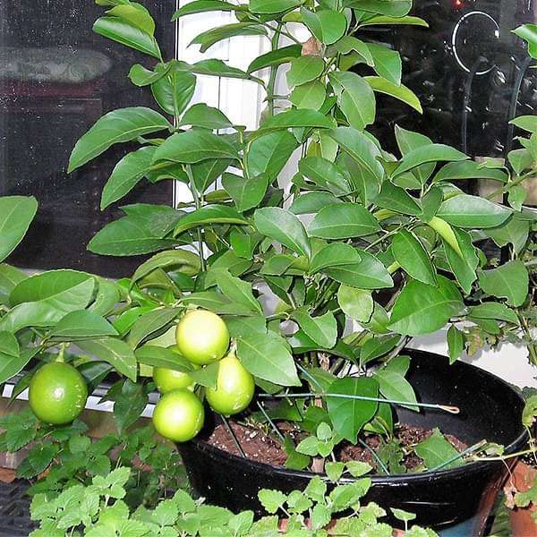 Baramasi lemon plant grafted || grafted plant for baramasi lemon pack of 2 (B0CK2TSCF3) Amazon Price History, Amazon Price Tracker