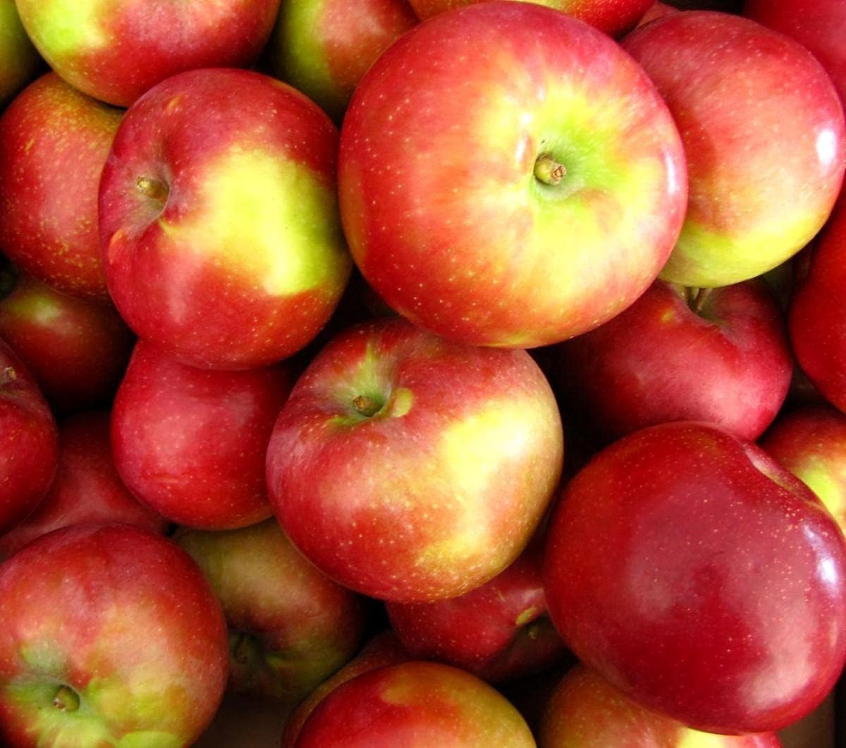 10 Honeycrisp Apple Seeds for Planting Apple Fruit Tree