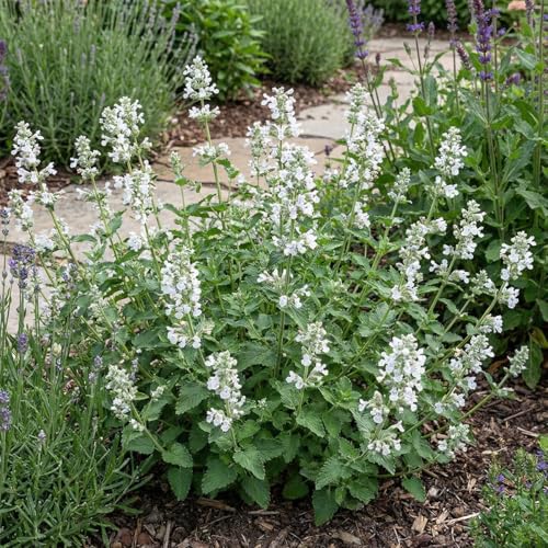 Bloomique - 6er - Set - Katzenminze Snowflake - Winterhart - Mehrjährig - Bienenfreundlich - Höhe 10-20 cm - 9 - cm - Topf