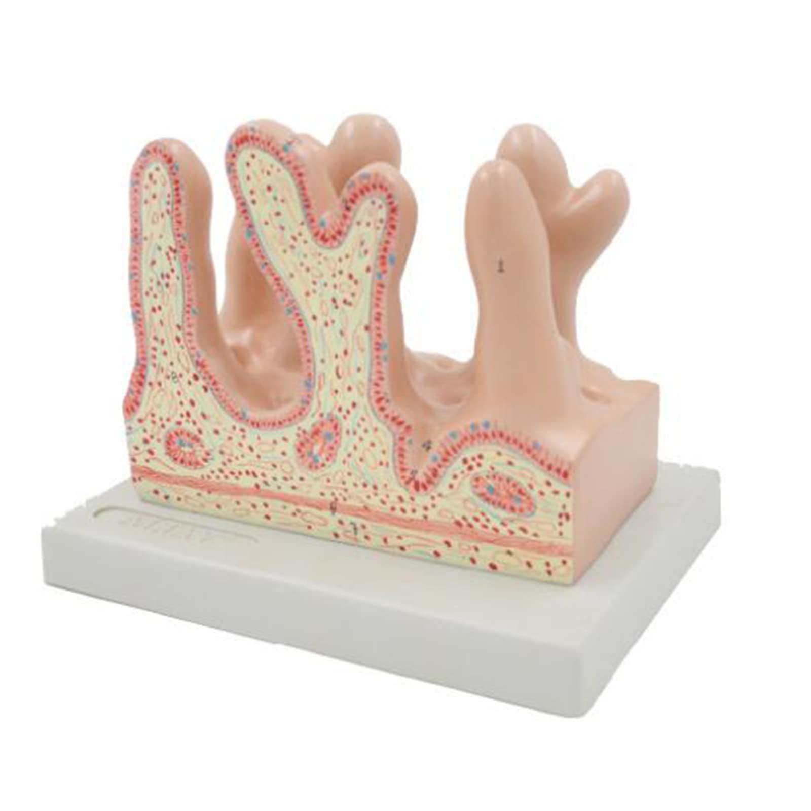 Modello ingrandito dei Villi intestinali Modello anatomico Tridimensionale Umano dei Villi intestinali dell'intestino Tenue Modello del Corpo Umano Organi Anatomia, predefinito