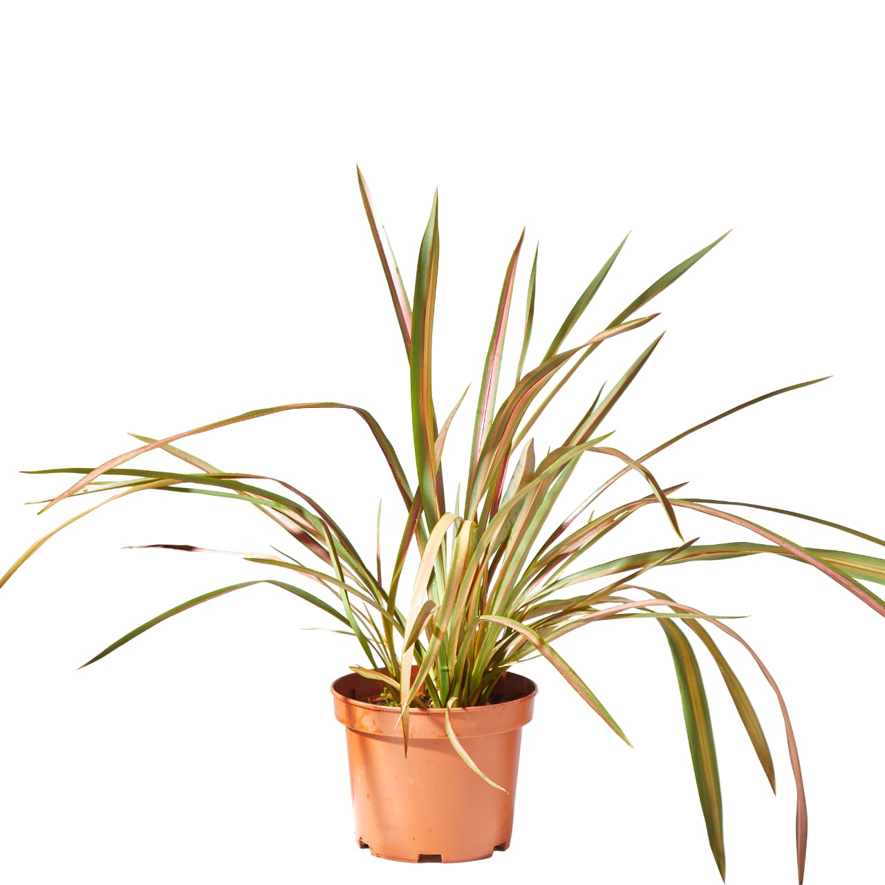verdecora Phormium en Maceta de 3L | Phormium tenax | Arbusto de Exterior con Follaje Alargado y Resistente | Ideal para Jardines, Bordes y Decoración en Macetas
