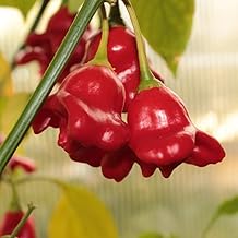 Bell Chilli Bishops Crown Seeds