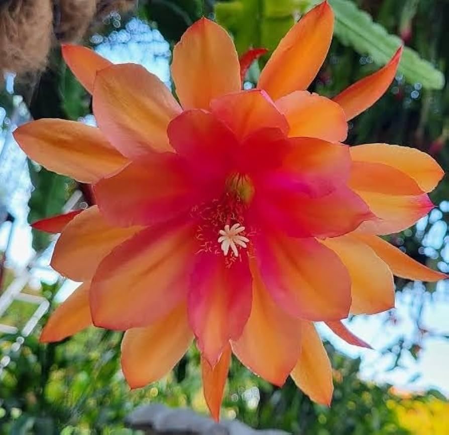 See full amazon price history chart for Brahmakamalam live plant with pot 1 live flower plant Brahmakamalam live plant with pot 1 live flower plant (B0DDKSRMCC) Amazon Price History, Amazon Price Tracker