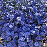 50 piezas Semillas de linaza, linaza azul perenne, hierbas semillas camas elevadas para jardín Semillas de lino - Linum usitatissimum - regalos inusuales planta semillas plantas de