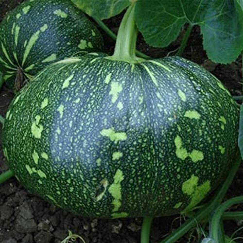 PLANTOGALLERY Vegetable Seeds | Pumpkin/Kaddu Seeds | F1 Hybrid | Organic Seeds | Best For Home & Kitchen Gardening (Pack 1 pkt 30 Seeds each) (B09B2M7NNH) Amazon Price History, Amazon Price Tracker