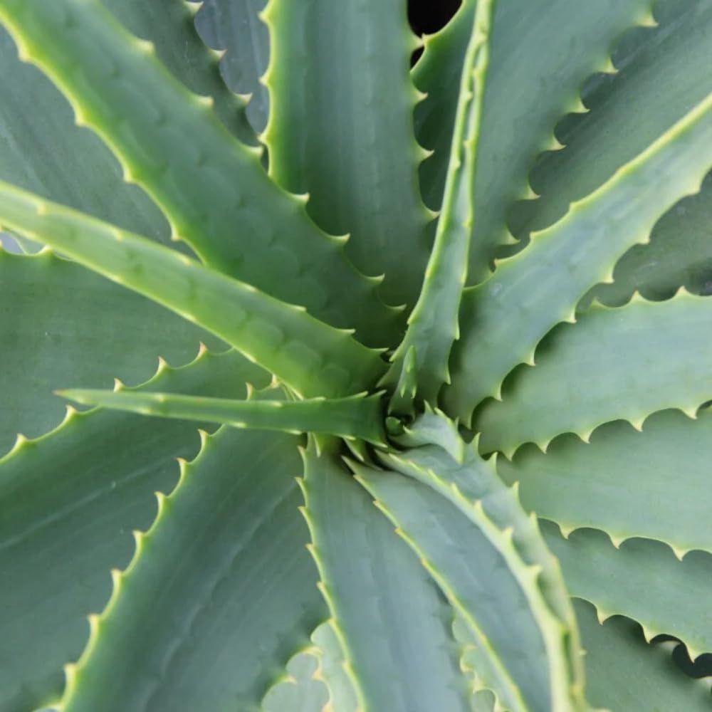 Bottega Verde - Aloe, Scrub Viso, 75 ml, con 20% di Succo di Aloe Bio, Esfoliante Rivitalizzante, per Tutti i Tipi di Pelle
