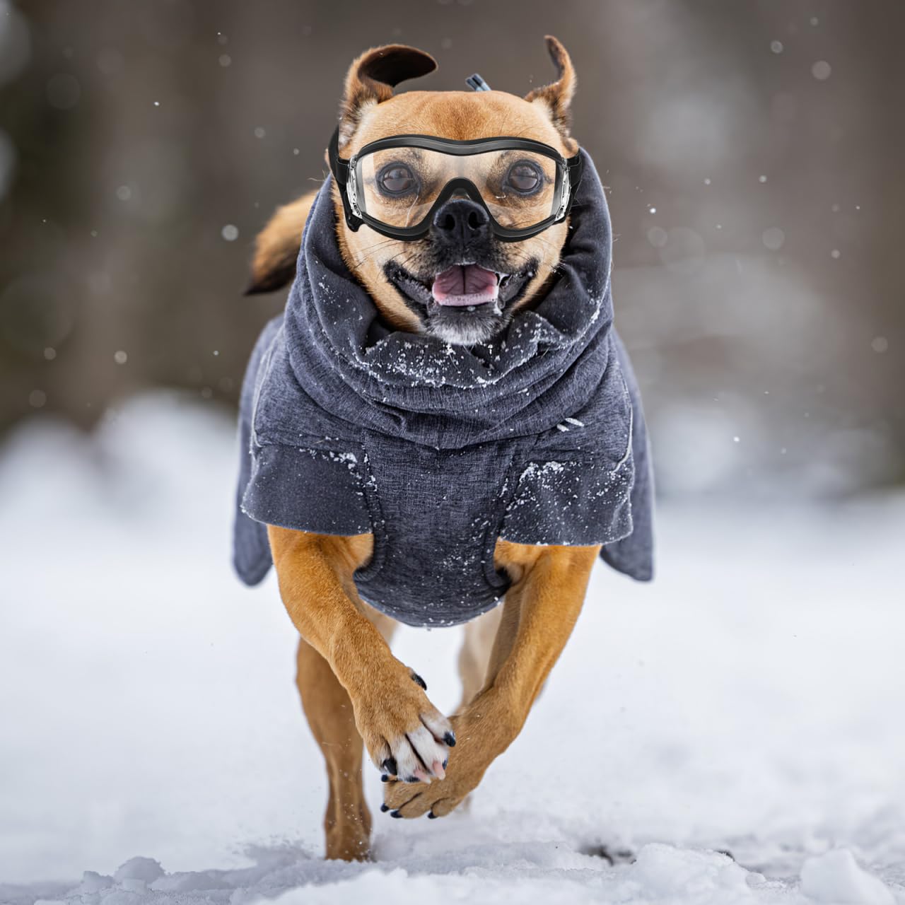 balacoo Hundebrille Transparente Schutzbrille Mit Verstellbarem Gummiband Winddichter Augenschutz Aus Pc-Material Für Hunde Bei Sport Laufen Spaziergängen Und Outdoor-Aktivitäten