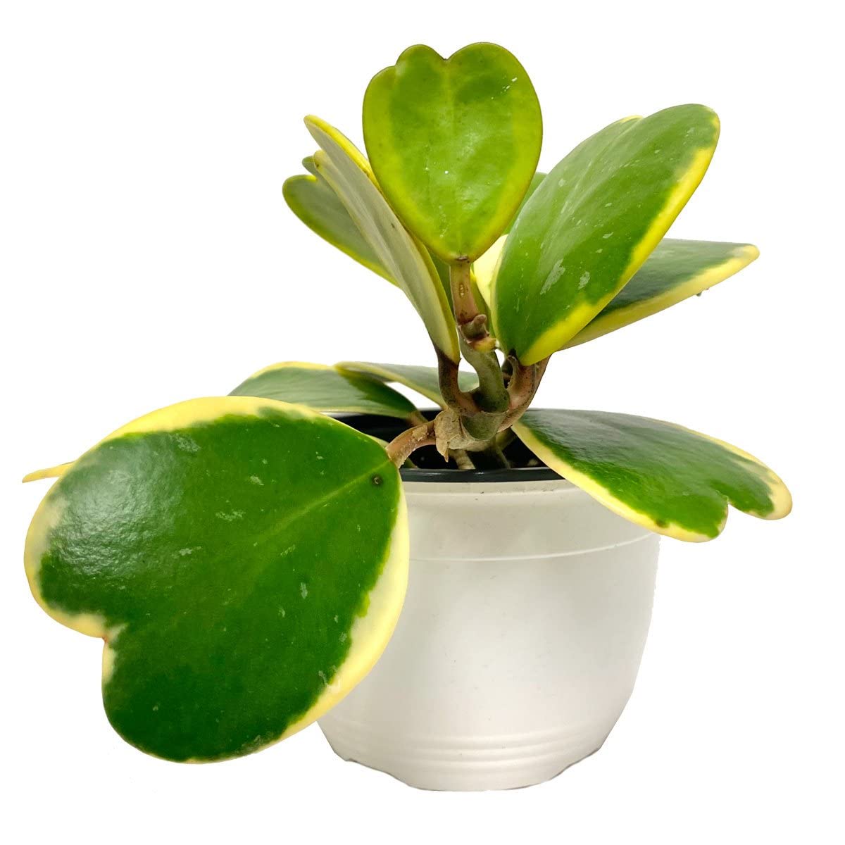 Hoya Kerrii Variegated Plant - houseplant in 10cm Pot