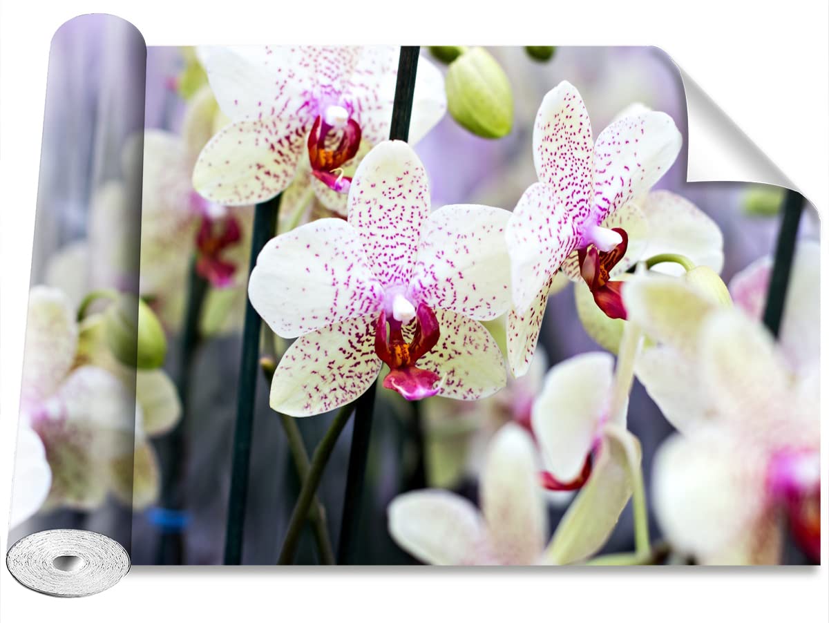 Papier peint orchidées grand format pour créer un salon zen et lumineux