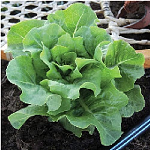 Arctic King - Semillas de lechuga (más de 25 semillas) (sin OMG, semillas de jardĂn de frutas y verduras orgánicas) no hĂbridas, por Home Decorium Arctic King - Semillas de lechuga (más de 25 semillas) (sin OMG, semillas de jardĂn de frutas y verduras orgánicas) no hĂbridas, por Home Decorium