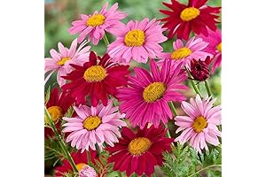 Outsidepride: Pyrethrum Seeds for Vibrant, Pest-Repelling Gardens