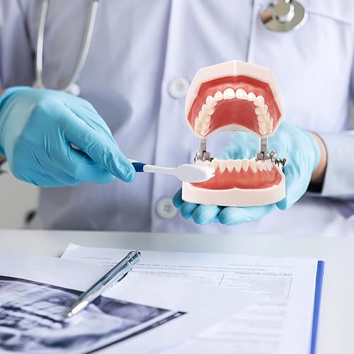 Miniatura 6 de Modelo de dientes, modelo de boca dental estándar para adultos con 28 dientes extraíbles, cepillado para niños y cuidado bucal, modelo de
