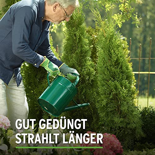 Substral Thuja-Vital, 500 ml, Spezial-Dünger zum Spritzen und Gießen für Thujen, Zypressen, Buchs, Kirschlorbeer, o.ä.