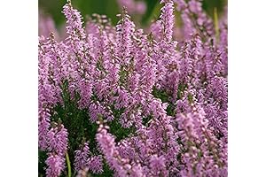 Scotch True Heather Shrub: Captivating Purple Pink Calluna Vulgaris