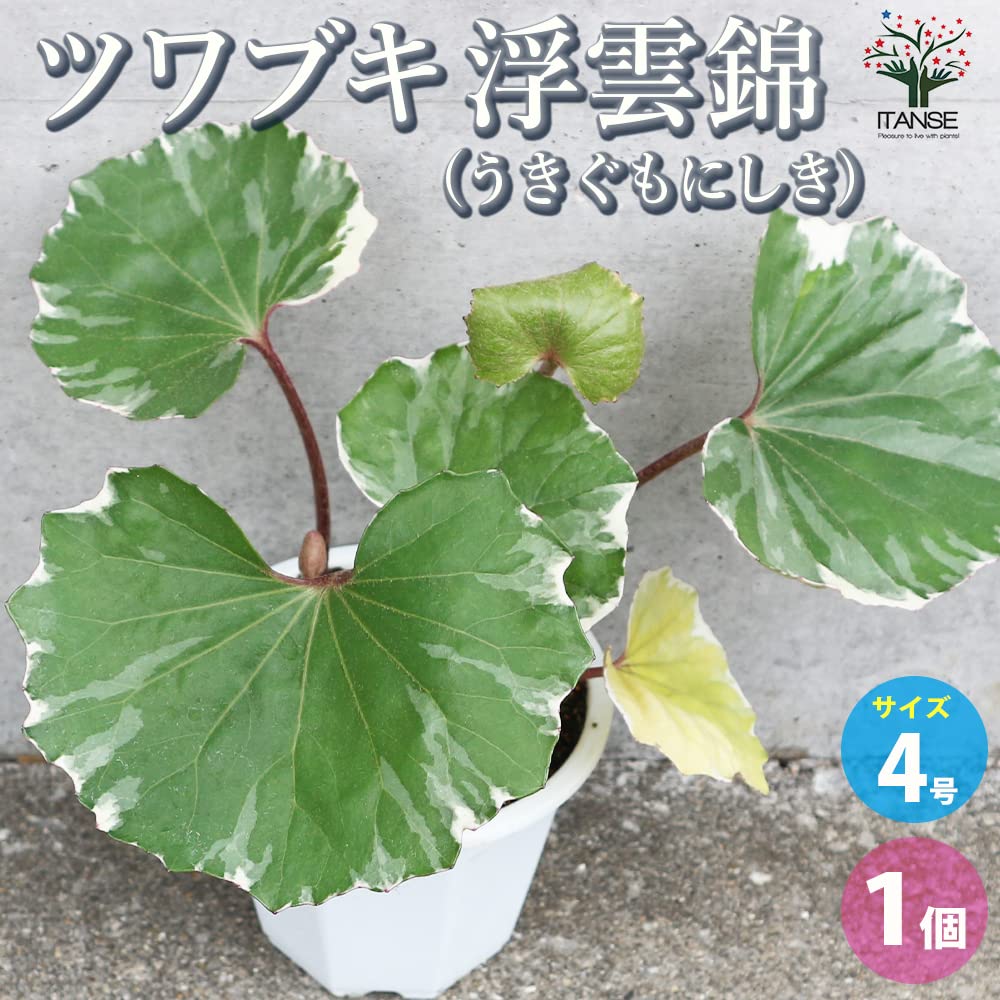 Amazon.co.jp: ツワブキ 浮雲錦 4号鉢【品種で選べる花苗/1個売り