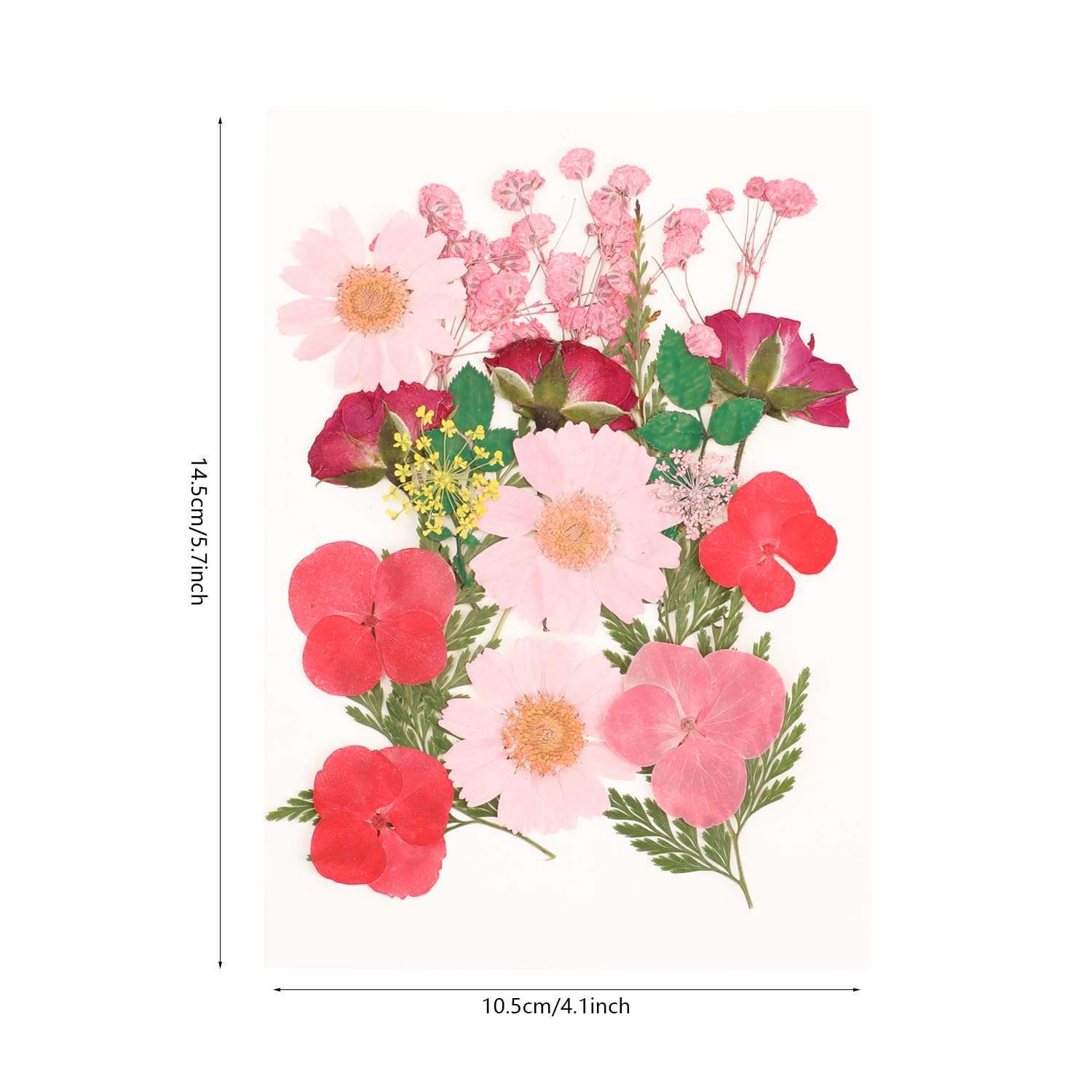 Fleurs séchées pressées Véritables fleurs pressées Fleurs sèches naturelles Lot de feuilles sèches Mélange d'herbes colorées Kit avec pincettes pour scrapbooking DIY Fabrication de bougies Artisanat Fleurs séchées pressées Véritables fleurs pressées Fleurs sèches naturelles Lot de feuilles sèches Mélange d'herbes colorées Kit avec pincettes pour scrapbooking DIY Fabrication de bougies Artisanat