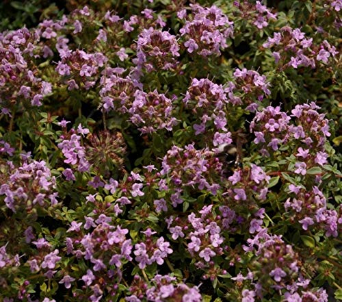 Thymus herba-barona - Kümmelthymian Verpackungseinheit 10