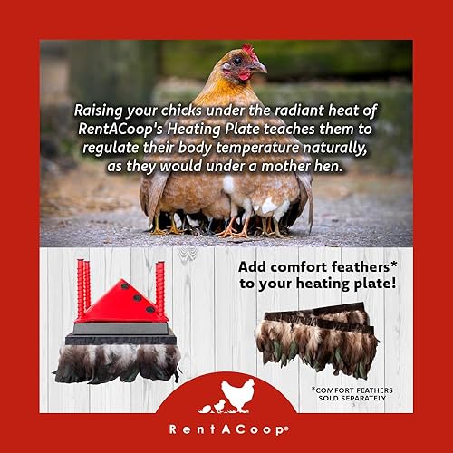 Miniatura 5 de RentACoop Placa de calefacción ajustable de 10 x 10 pulgadas con cono antivuelco plegable adicional para hasta 15 pollitos  Placa de calor pequeña