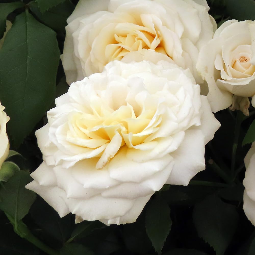Yougarden Cream Harkness Roses Rebecca's Rose, Established Plant In 4 Litre Pot, Ready To Plant Bush Rose With Hybrid Tea Flowers, For Patio Pots, Beds, And Borders, Flowering From Summer To Autumn