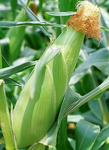 10 piezas de semillas de maíz dulce de duraznos y crema para plantar