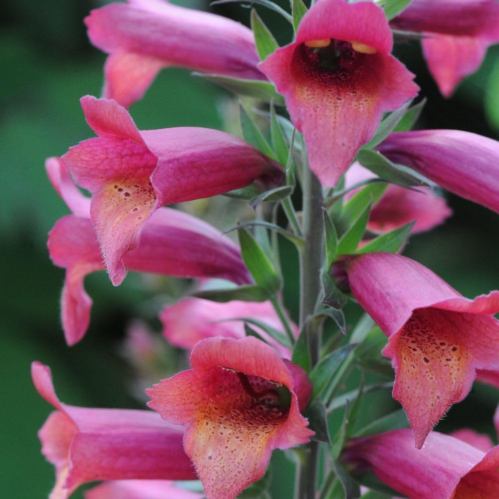 Digitalis Illumination Raspberry Foxglove – Pink & Orange Bell-Shaped Flowers, Long Blooming, Pollinator-Friendly Perennial for Garden Borders, 1 x 3 Litre Pot by Thompson and Morgan