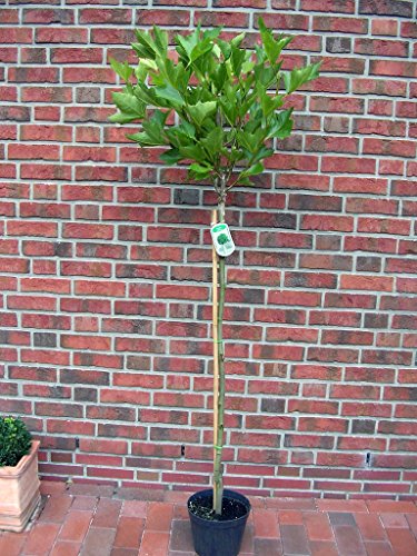 Platanus acerifolia Alphens Globe - Stamm, Plantane,...