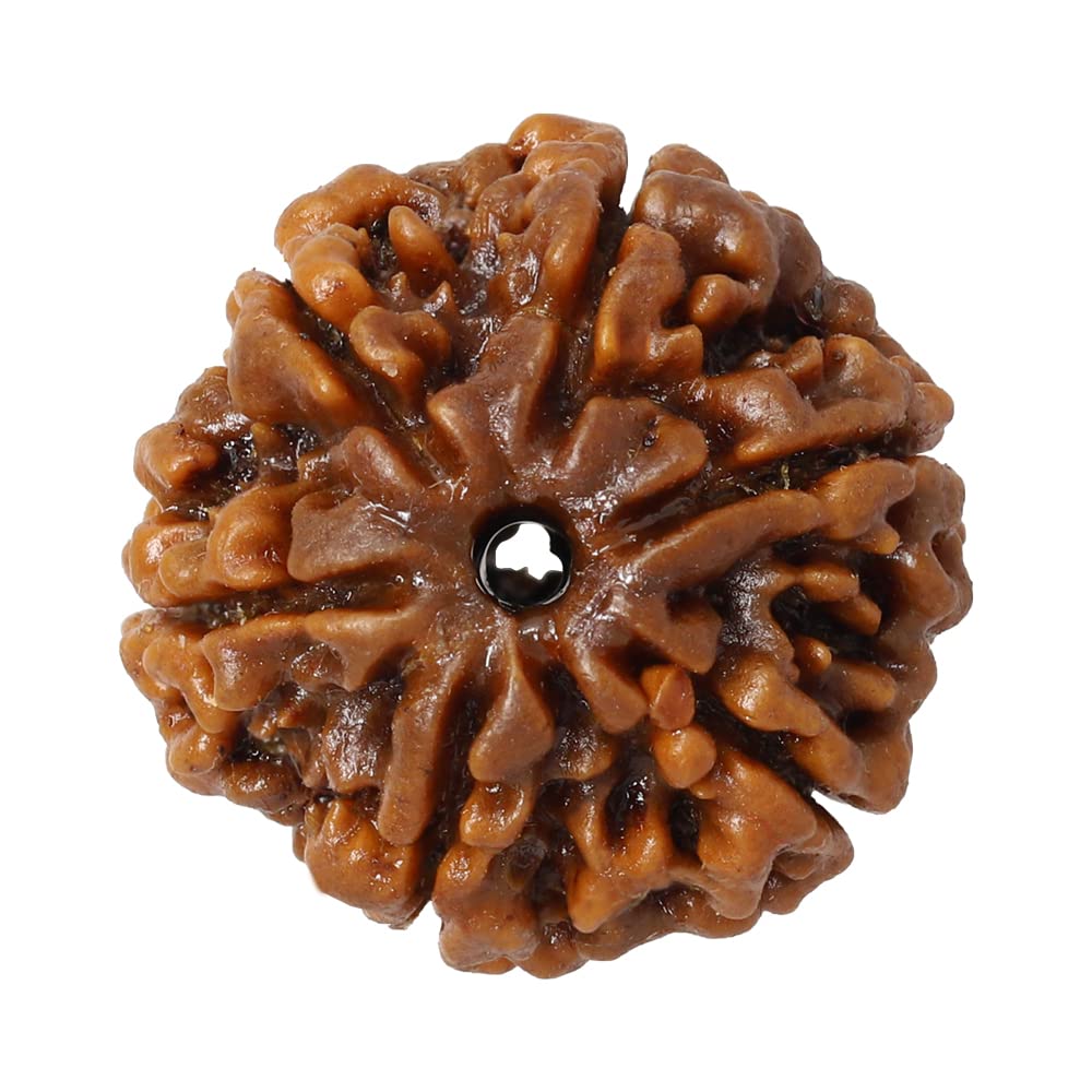 CHAKRADHARI Original and Natural Mantra Siddha Rare 6 Mukhi Nepal Rudraksha (B0BRJCY96H) Amazon Price History, Amazon Price Tracker